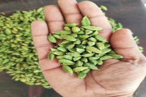 Green Cardamom from India